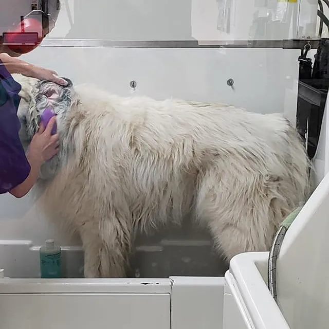 Large dog grooming at Dana's Stylin' Pets