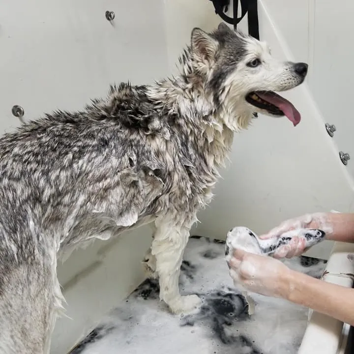 Dog bath at Dana's Stylin' Pets