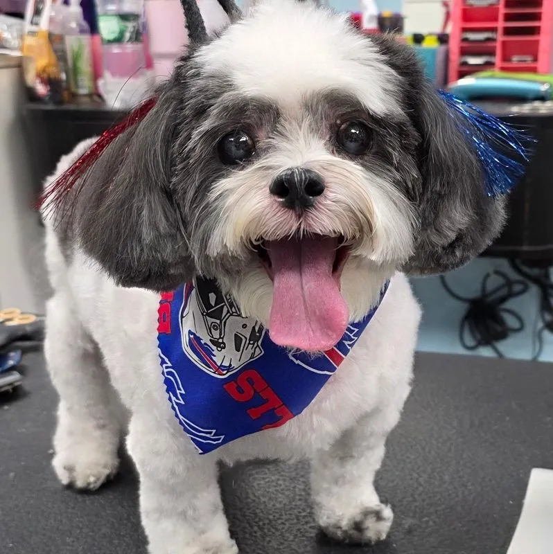 Freshly groomed dog at Dana's Stylin' Pets