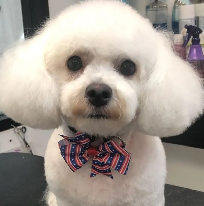 Styled dog at Dana's Stylin' Pets