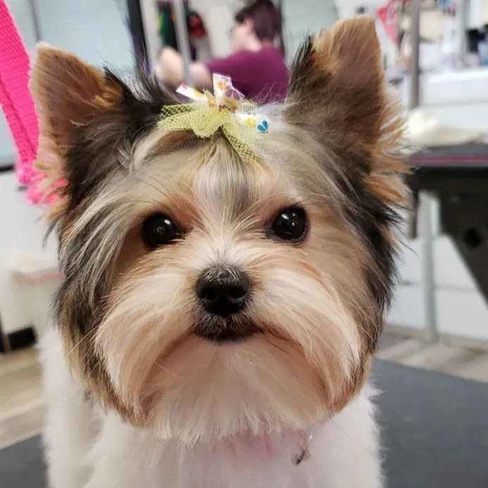 Freshly groomed Terrier at Dana's Stylin' Pets