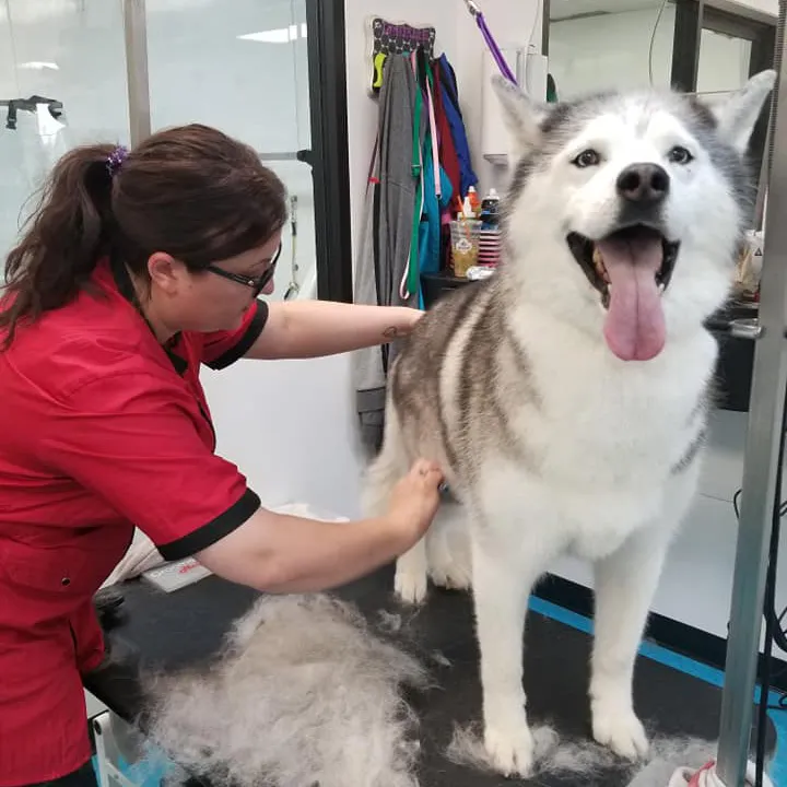 De-shedding service at Dana's Stylin' Pets
